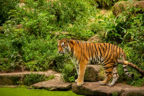 Day 2: Tiger Kingdom and Pattaya city Tour  Day 2: Tiger Kingdom and Pattaya city Tour