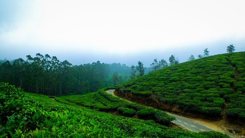 Day 2: Explore Munnar Day 2: Explore Munnar